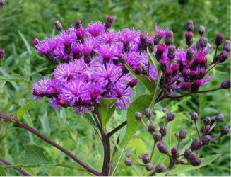 Wernonia włosista
